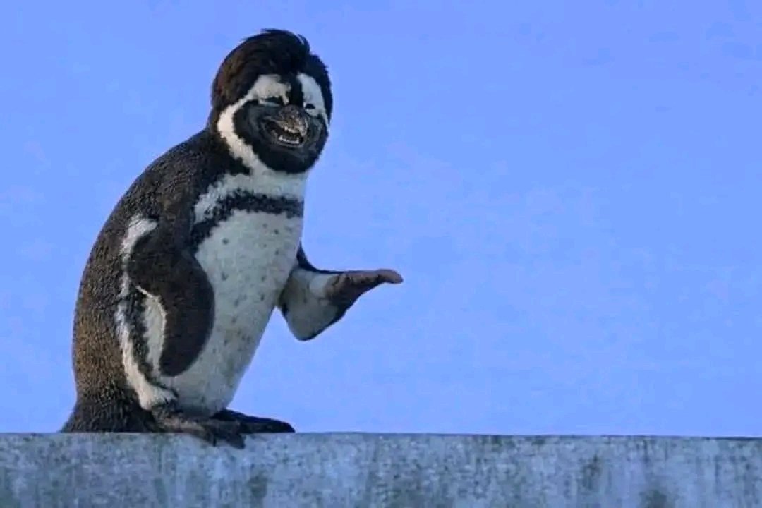 ஜிம்பலக்கடி பம்பா ⛔️🎭 tweet media