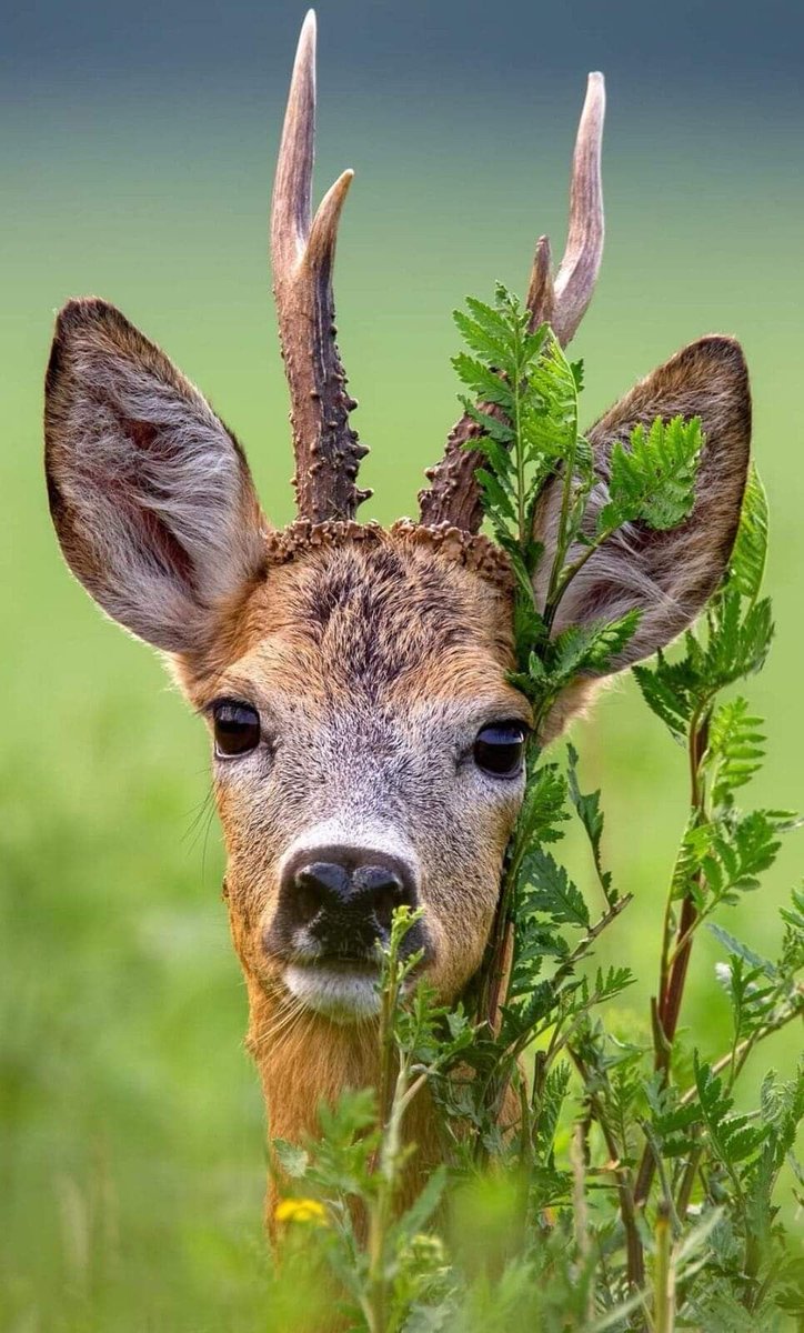 deer encounters 🦌 tweet media