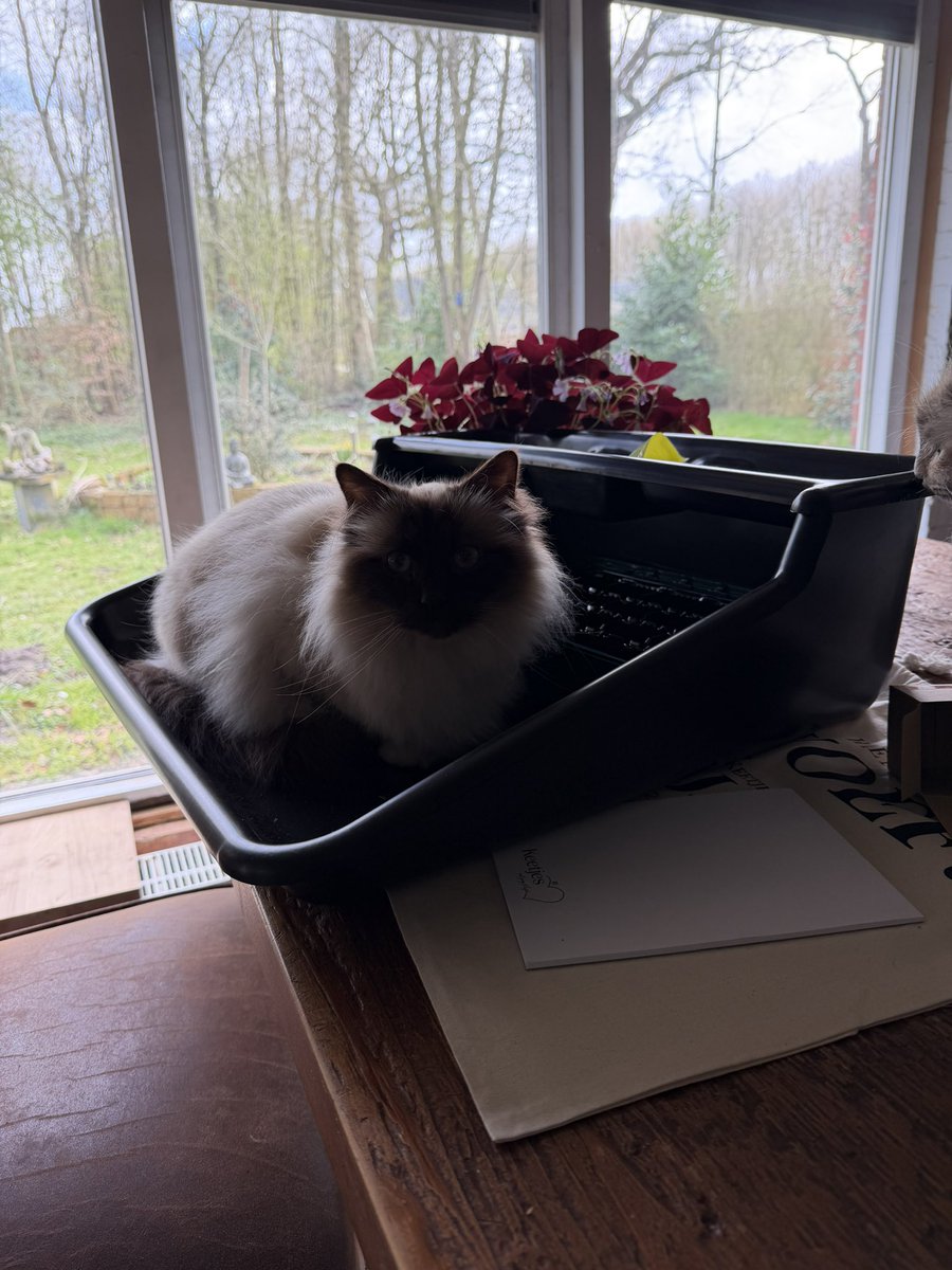 Anita Bats tweet media