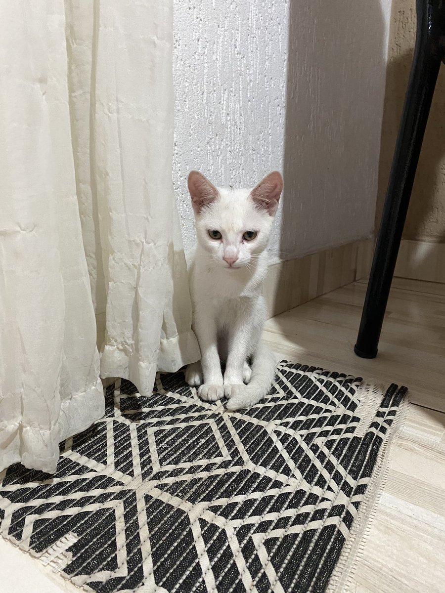 MiNJi GFX. (comms open) tweet media