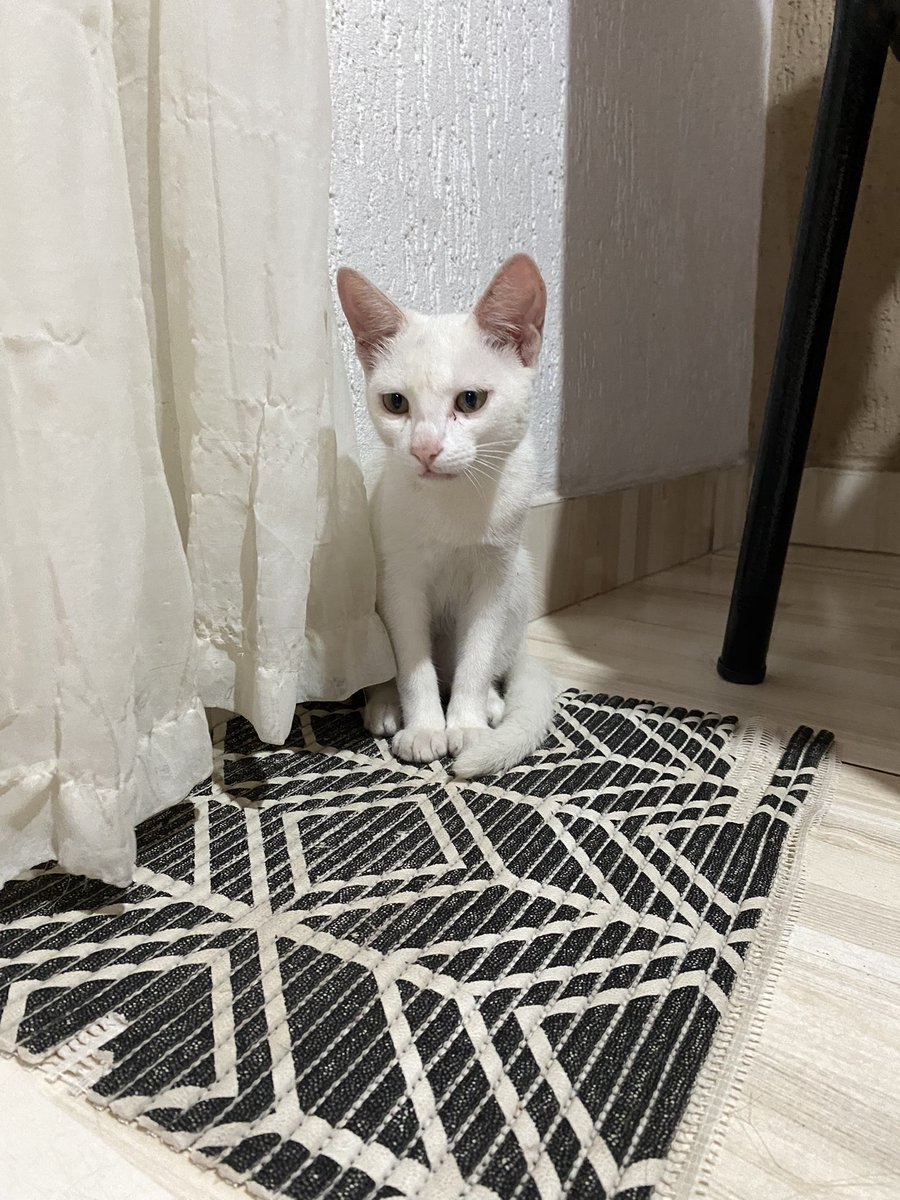 MiNJi GFX. (comms open) tweet media