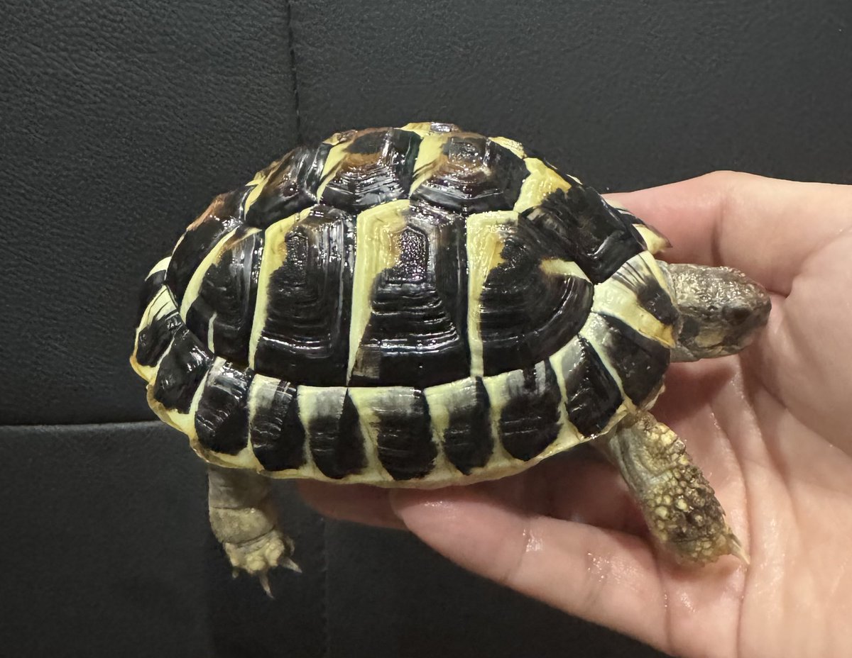 ニシヘルマンリクガメ (国内CB) 両親 サルディーニャ 立派な♂になります🐢