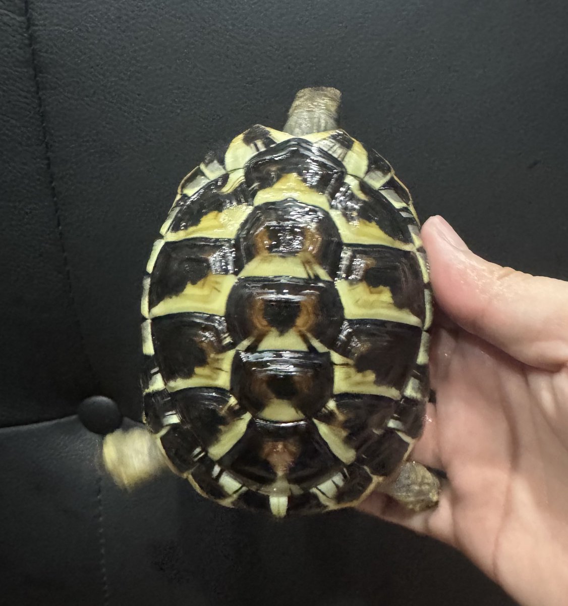 ニシヘルマンリクガメ (国内CB) 両親 サルディーニャ 立派な♂になります🐢