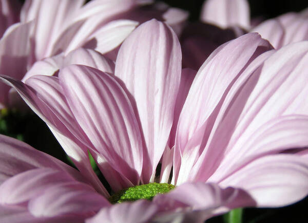 HurmerintaArt's tweet image. Lovely Sunlight On The Flowers.
#flowerphotography #summerflowers #wallart #beautifulcards
johanna-hurmerinta.pixels.com