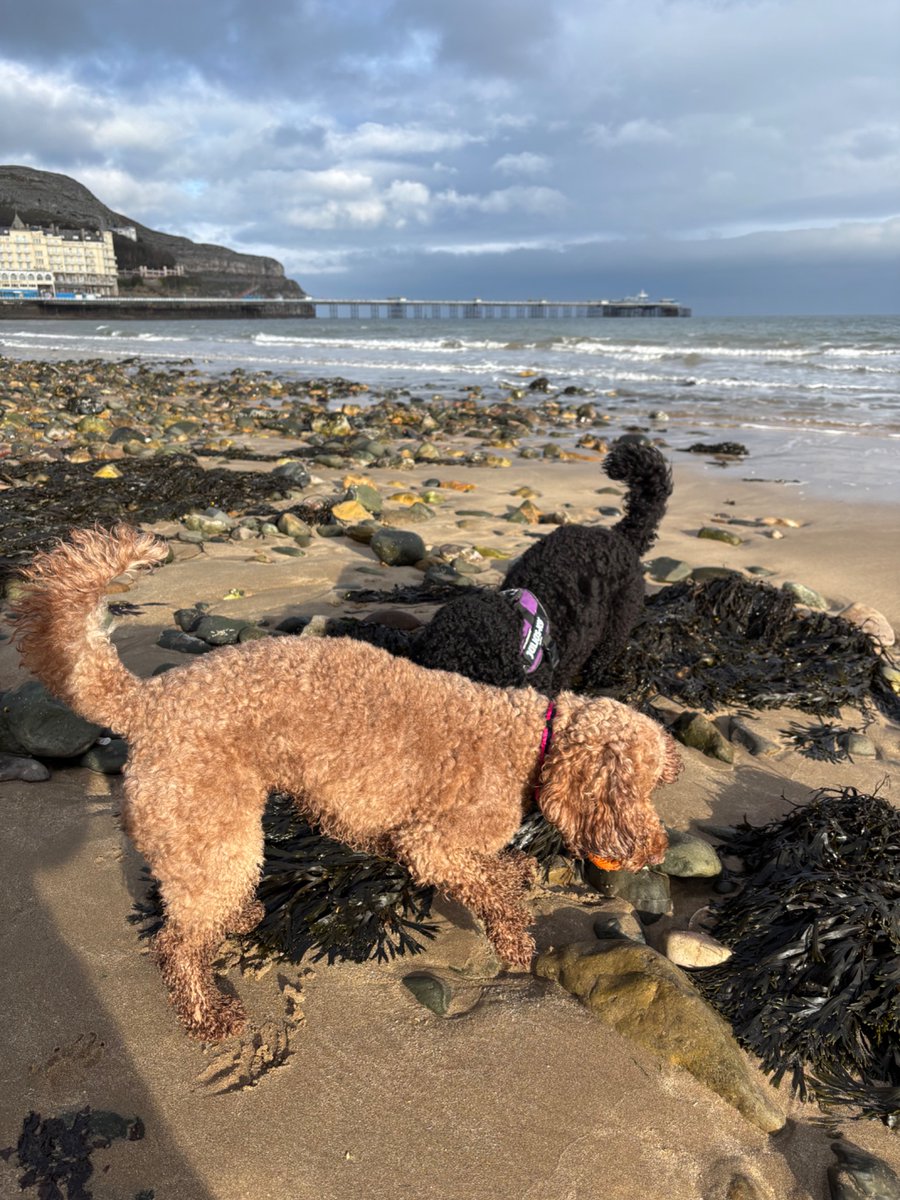 Mark Welsh tweet media