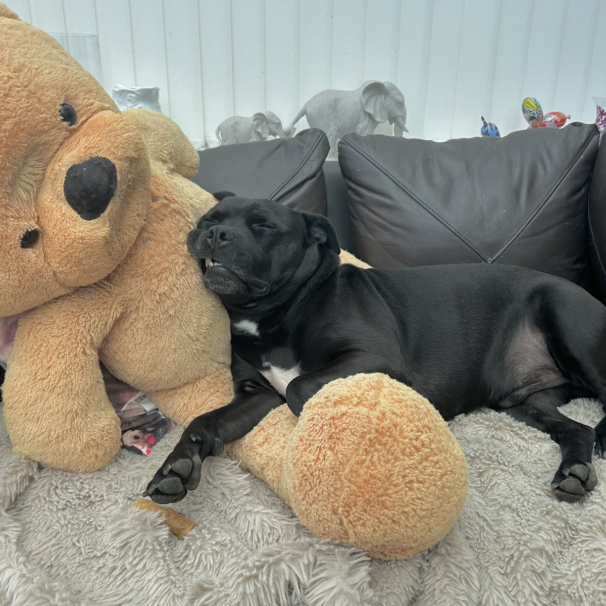 Baby Frank & his teddy, Edward 🧸🏴󠁧󠁢󠁷󠁬󠁳󠁿 tweet media