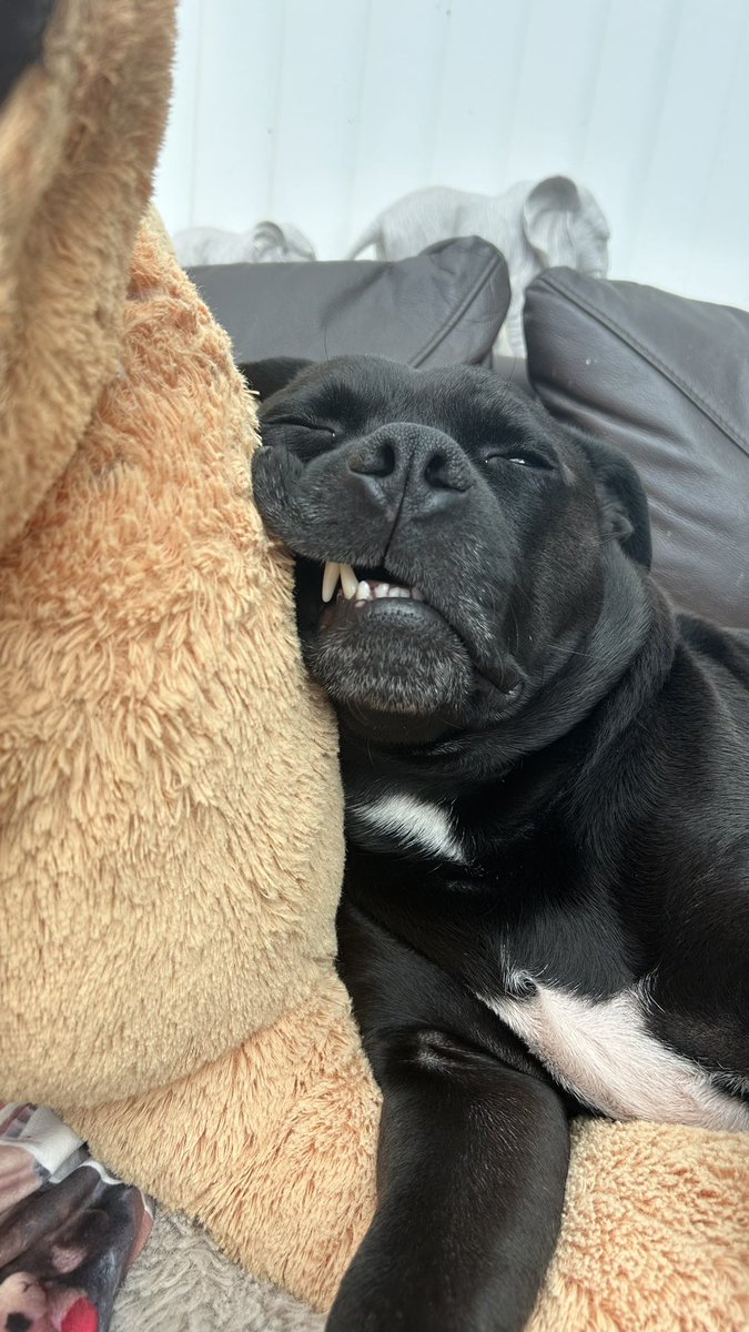 Baby Frank & his teddy, Edward 🧸🏴󠁧󠁢󠁷󠁬󠁳󠁿 tweet media