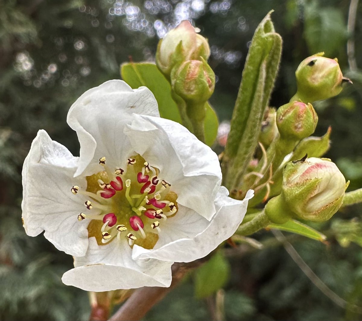 ﮼صحرا tweet media