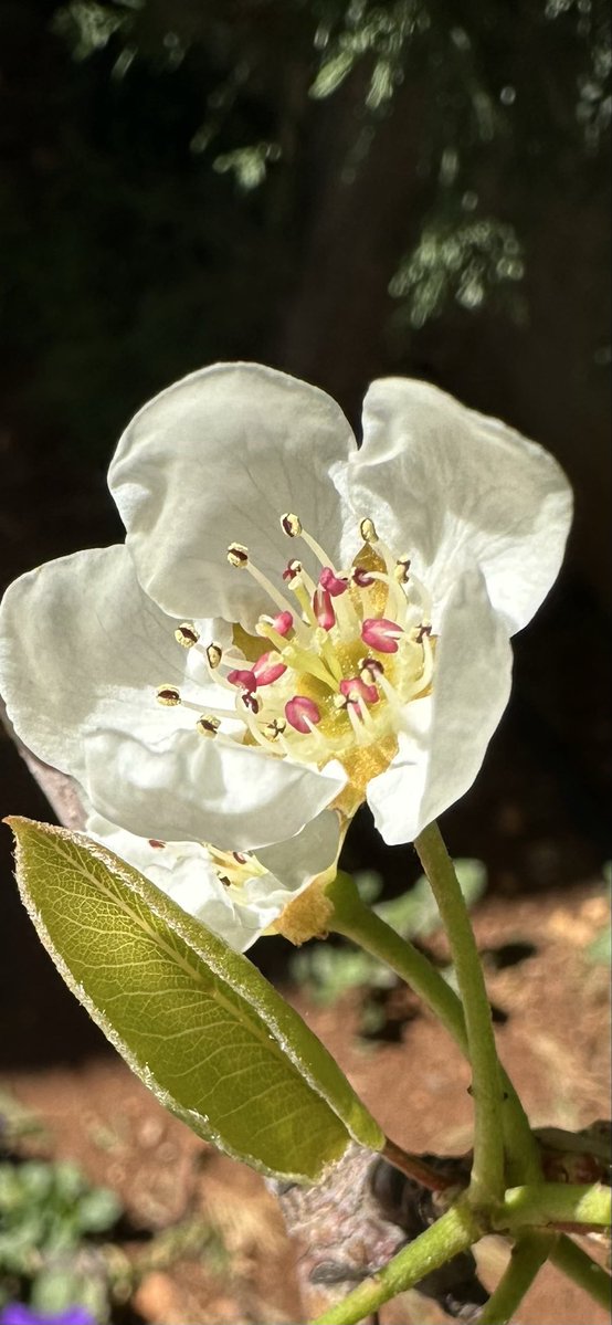 ﮼صحرا tweet media