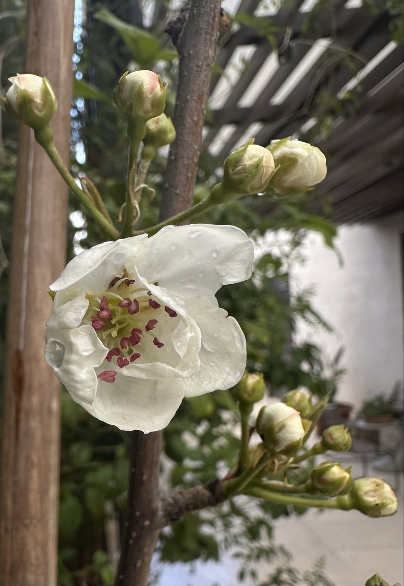 ﮼صحرا tweet media