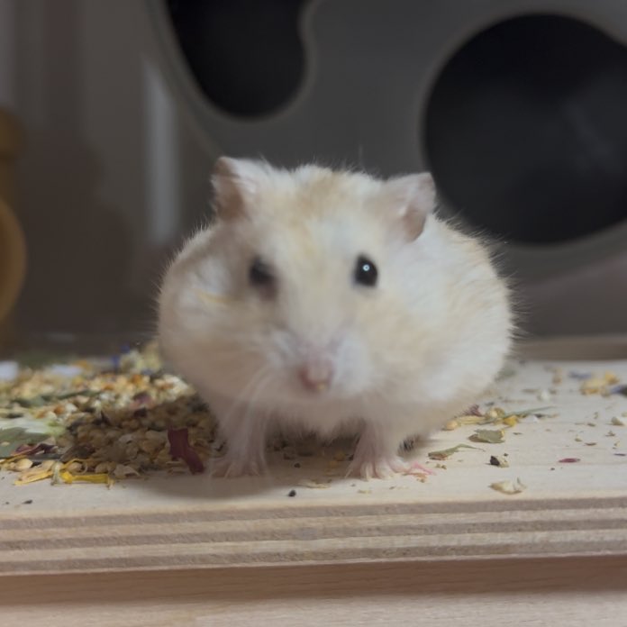 졸린 이장과 쥐인님들 tweet media