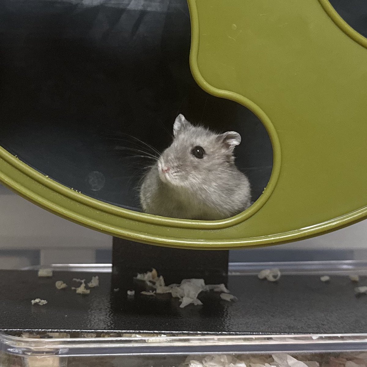 졸린 이장과 쥐인님들 tweet media