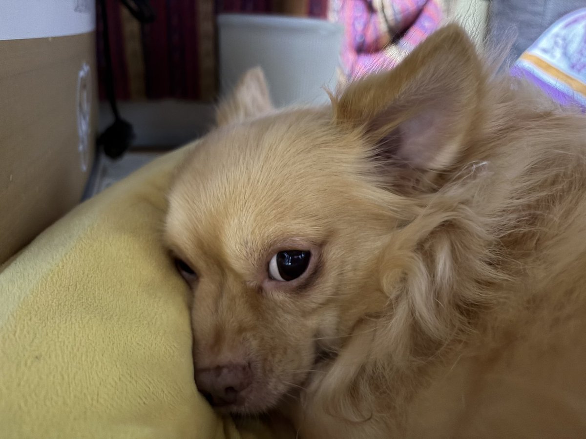 うぇるだん🐠 tweet media