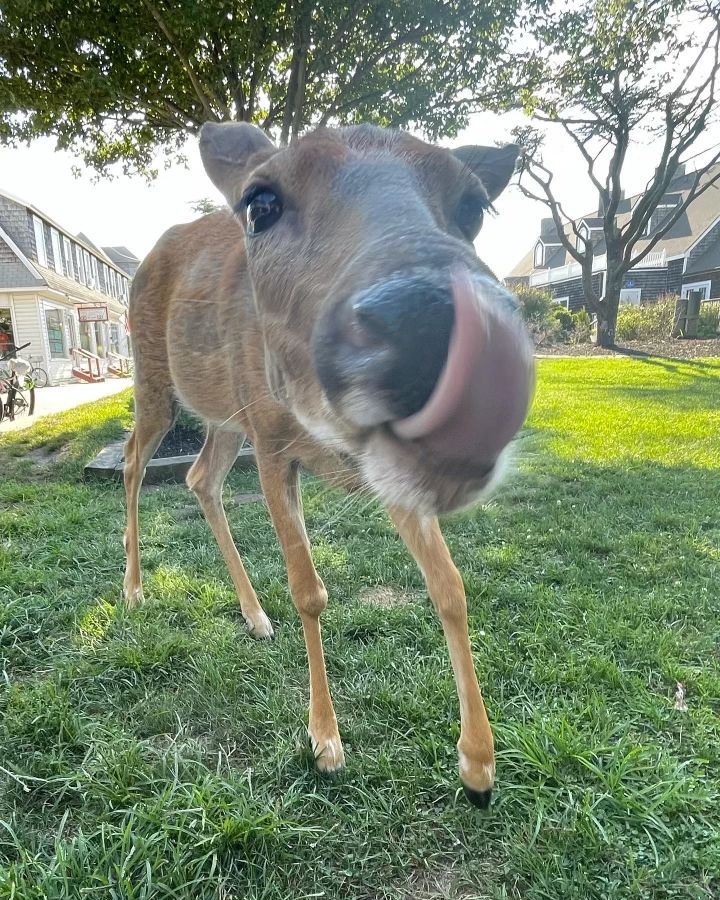 mlem