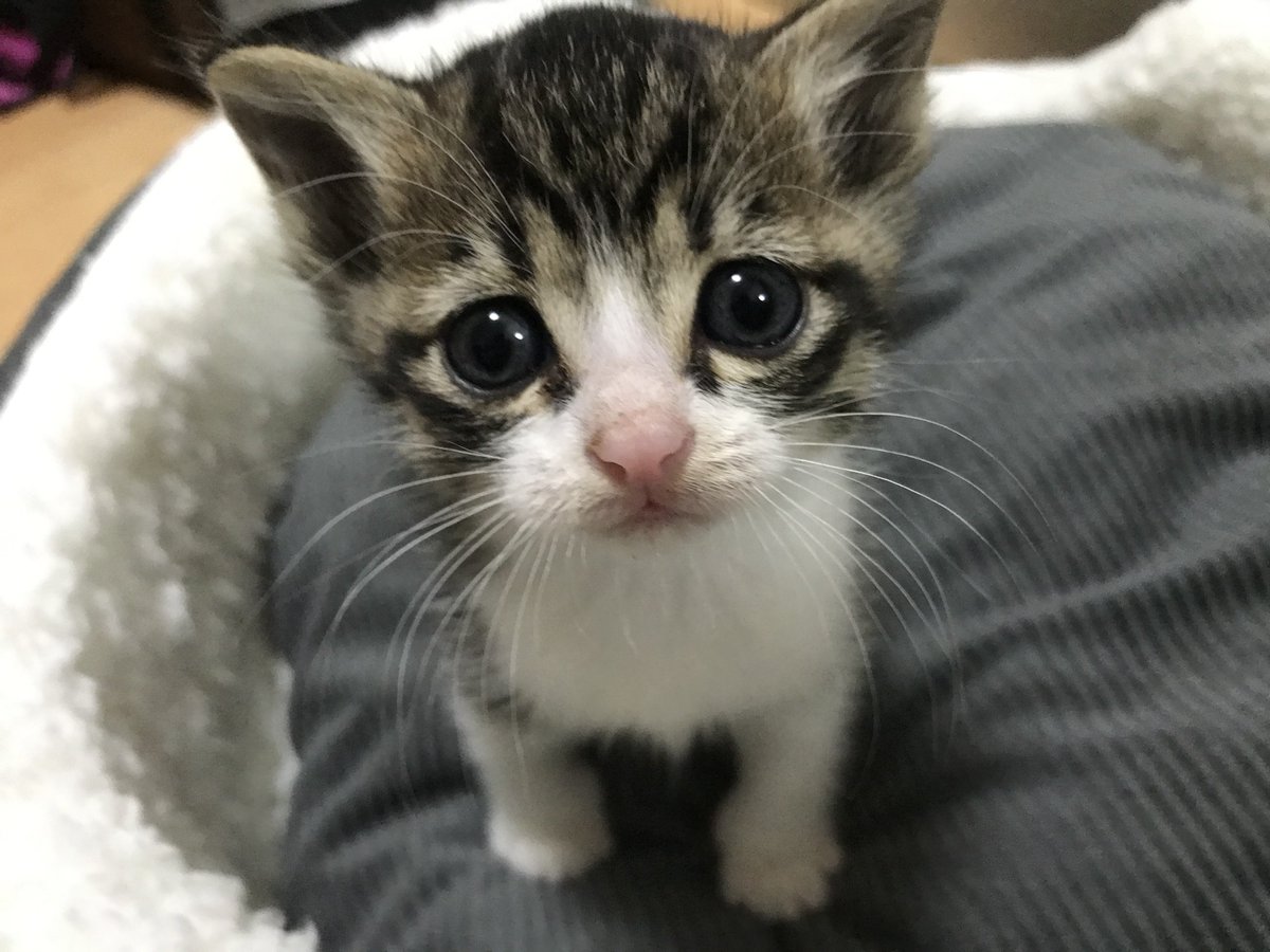 モーリ・A tweet media