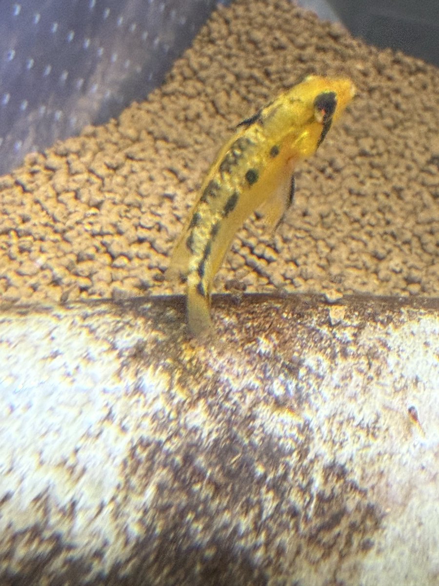 産むアピストはどんな条件、環境でも産む！産卵したの知ってだけど40匹以上浮上してはるやん😵‍💫