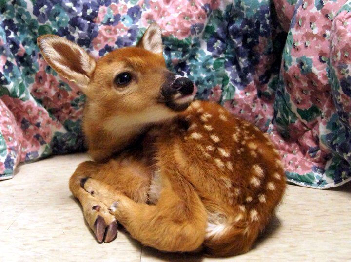 deer encounters 🦌 tweet media