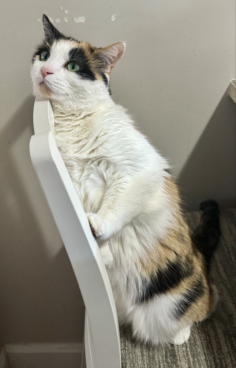 🌺Franckie et Billie 🌺 tweet media