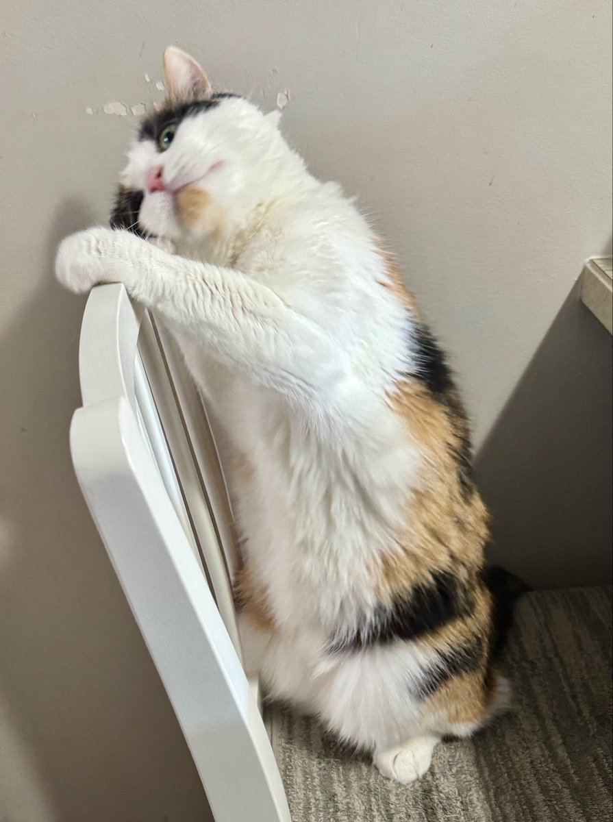 🌺Franckie et Billie 🌺 tweet media