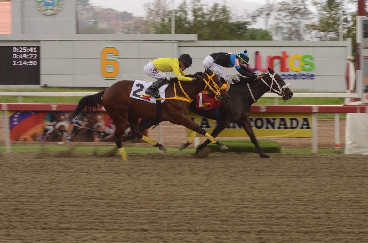 Haras La Primavera🇻🇪🏆 tweet media
