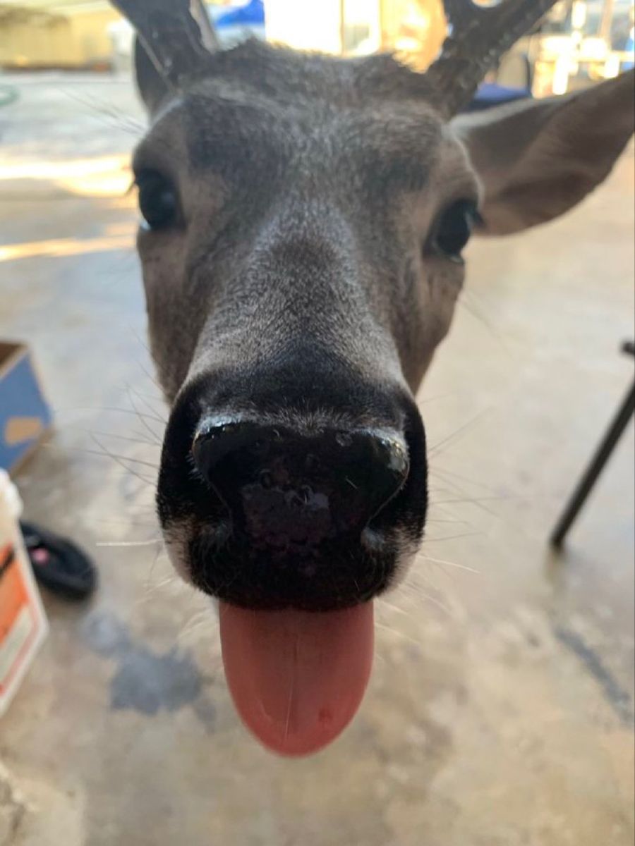 deer encounters 🦌 tweet media