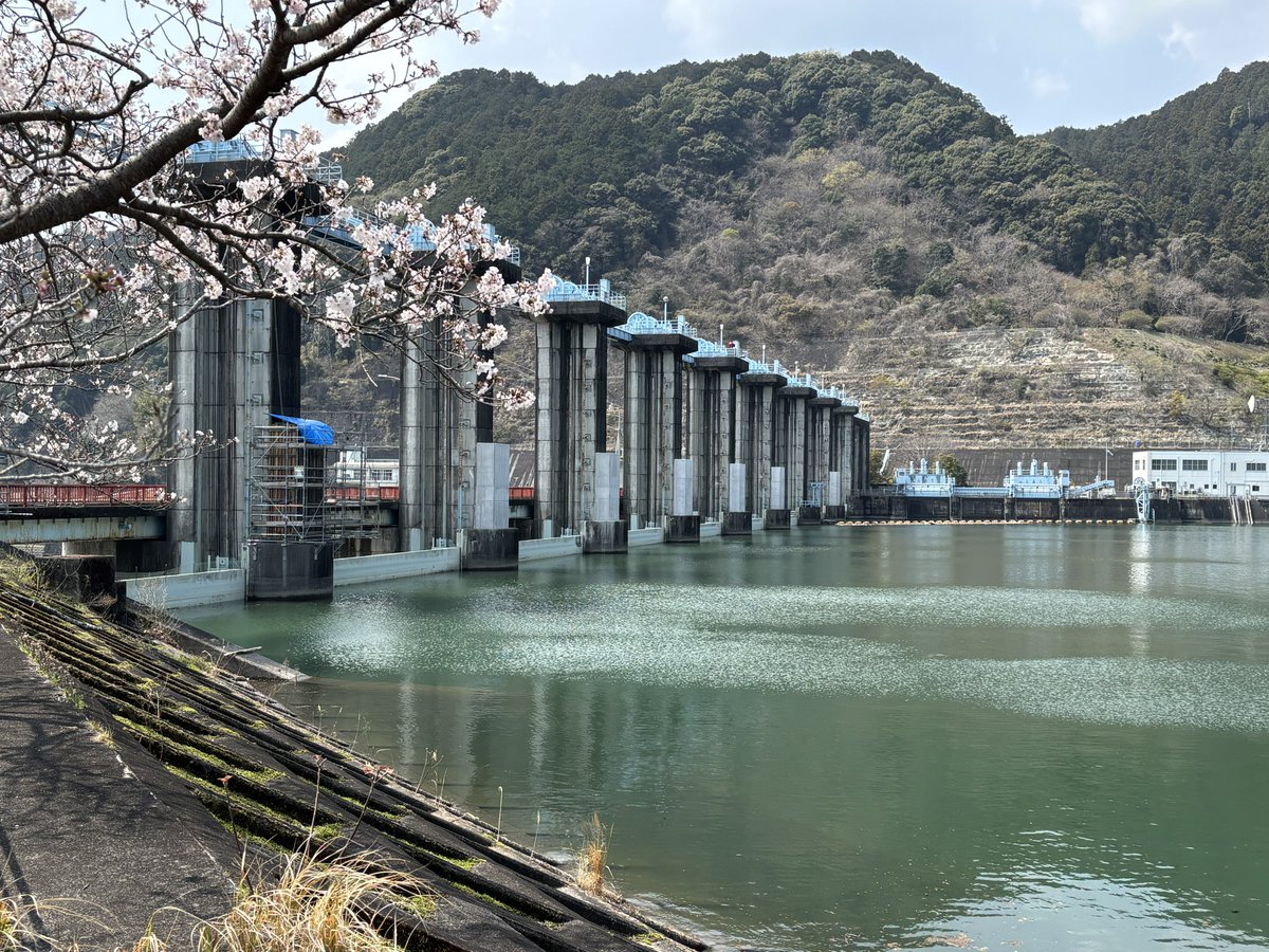 yabyou_yy's tweet photo. 桜が綺麗な船明ダム
電源開発のダム

ゲートがでかい！

下流側の水叩きをよく見てみると、かぶりコンクリートが削られて鉄筋が露出している…

放水時に混じる土砂によって堤体が削られるっていうのは本で読んだことがあるけど、鉄筋コンクリートだとこうなるのか… https://t.co/Dc8PMf75uu