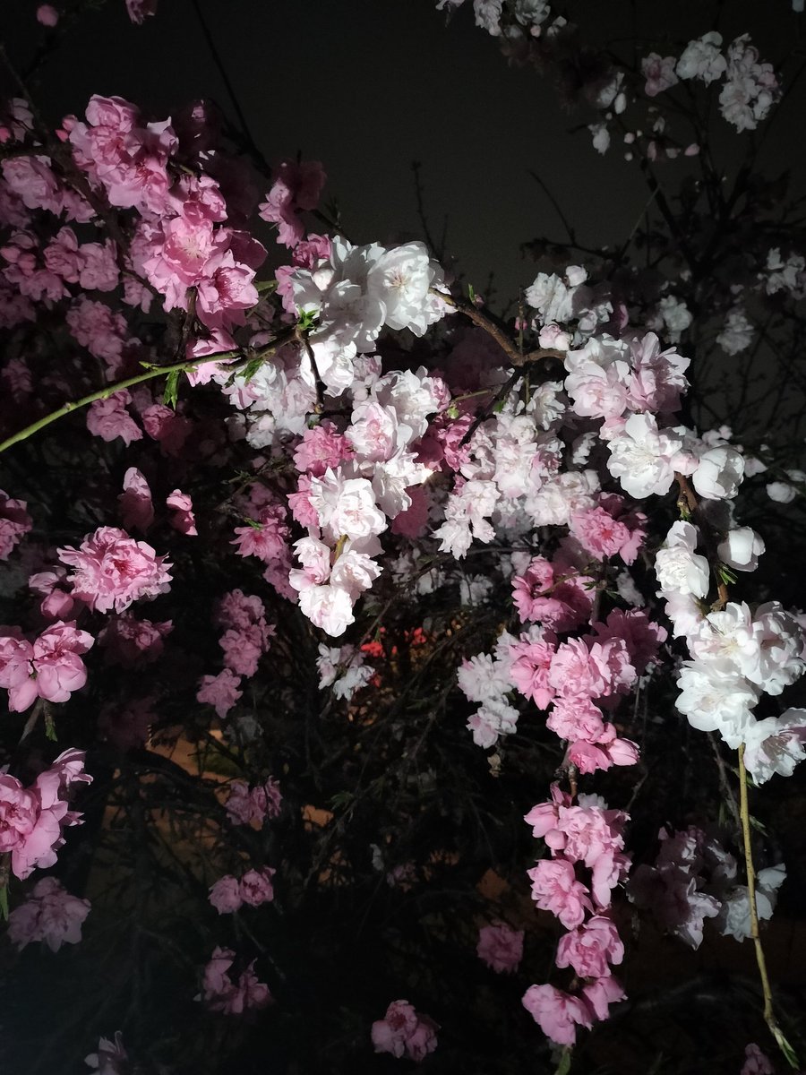 ある( ˙꒳​˙ ) tweet media