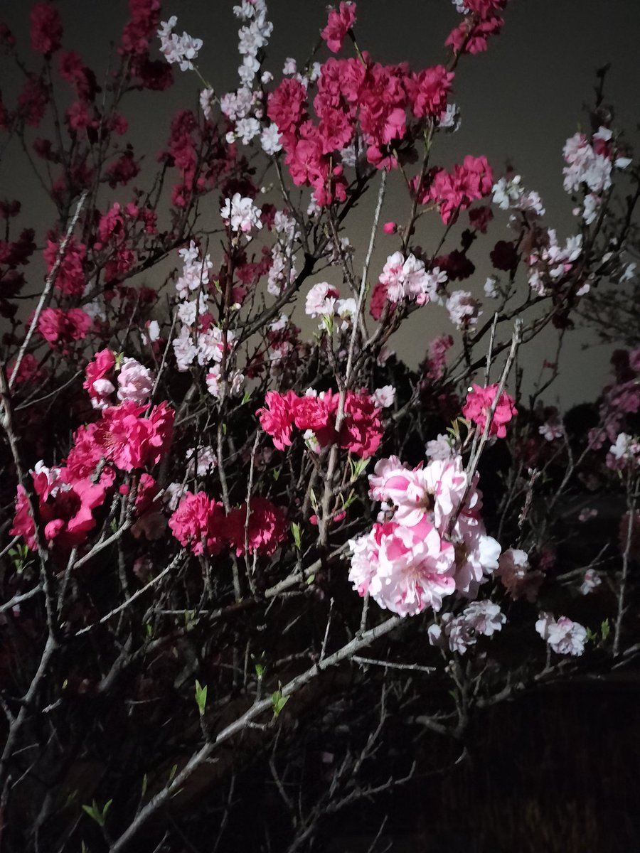 ある( ˙꒳​˙ ) tweet media