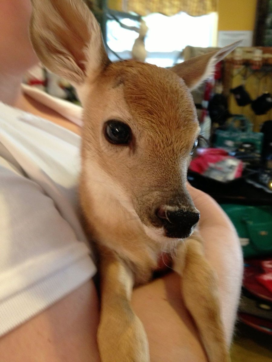 deer encounters 🦌 tweet media