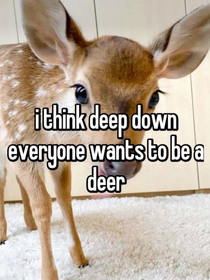 deer encounters 🦌 tweet media