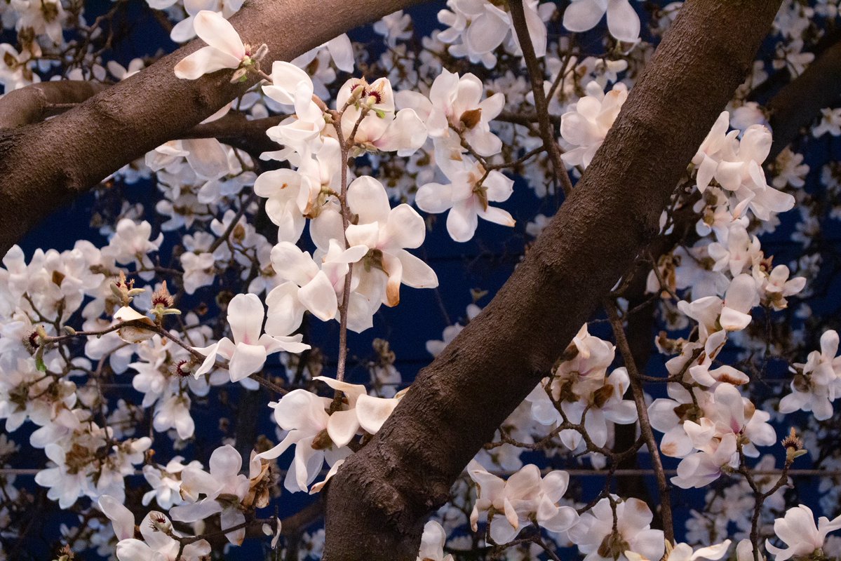 찻살떡 tweet media