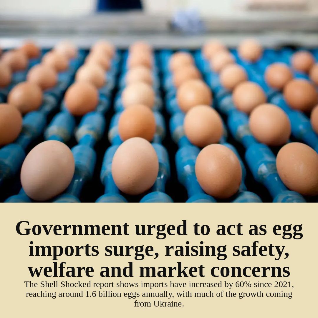 Poultry.Network tweet media