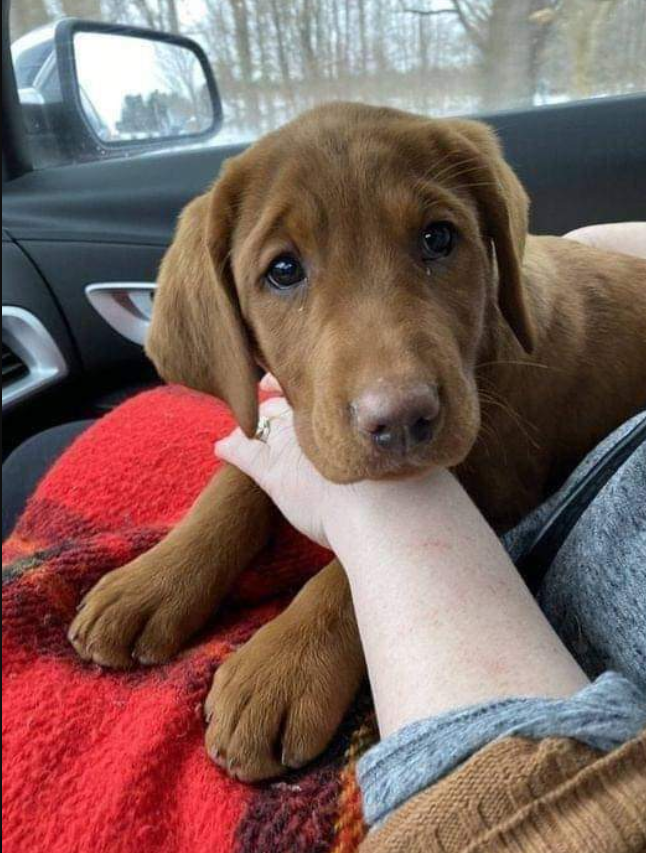 Best in Dogs tweet media