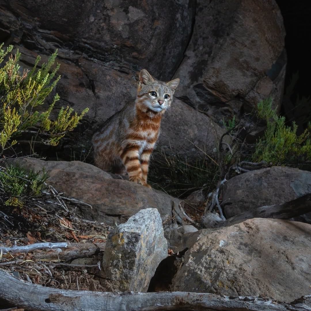 NatureInFrame's tweet photo. A rare colocolo cat has been sighted in Chile. https://t.co/pz970chbJs