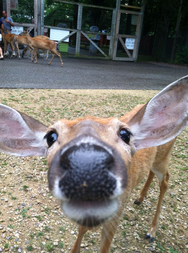 deer encounters 🦌 tweet media