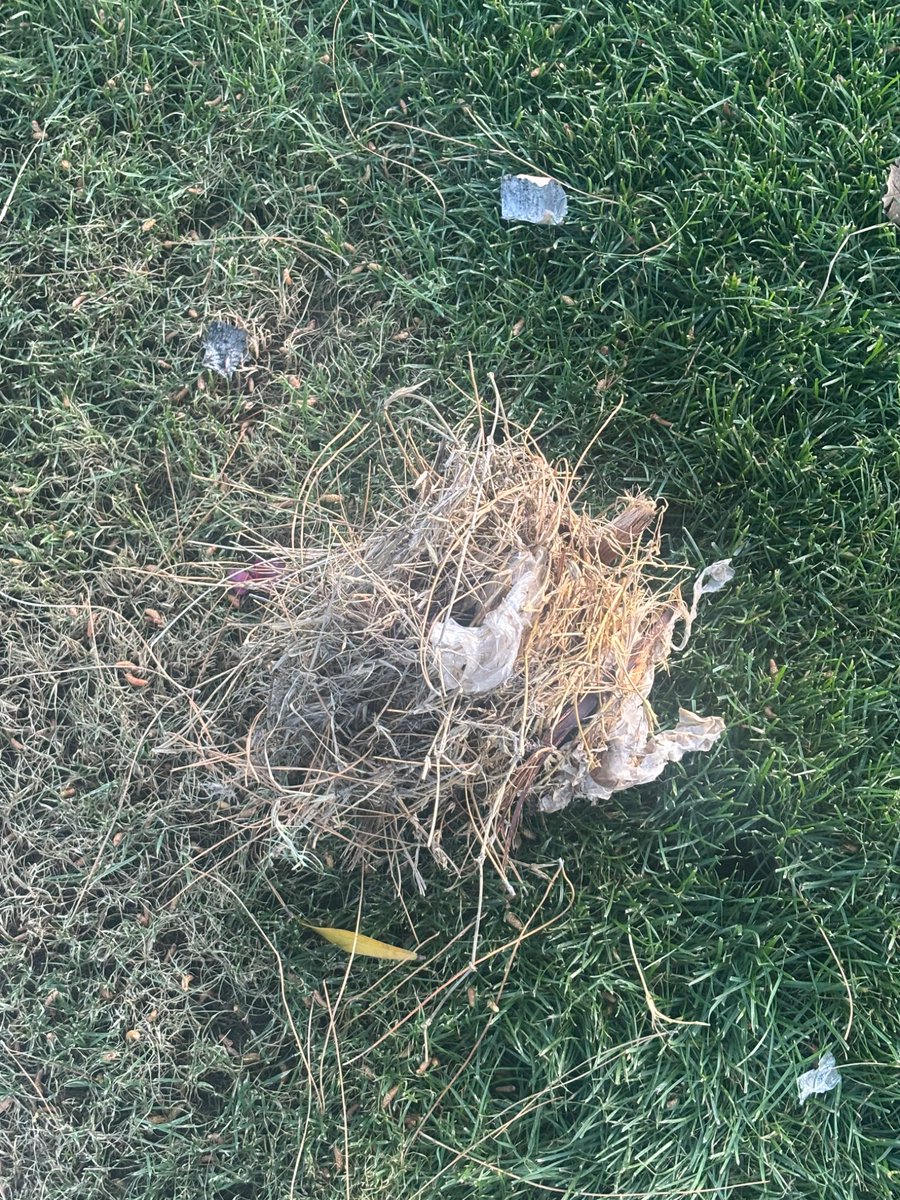 neatwheat🌾 tweet media