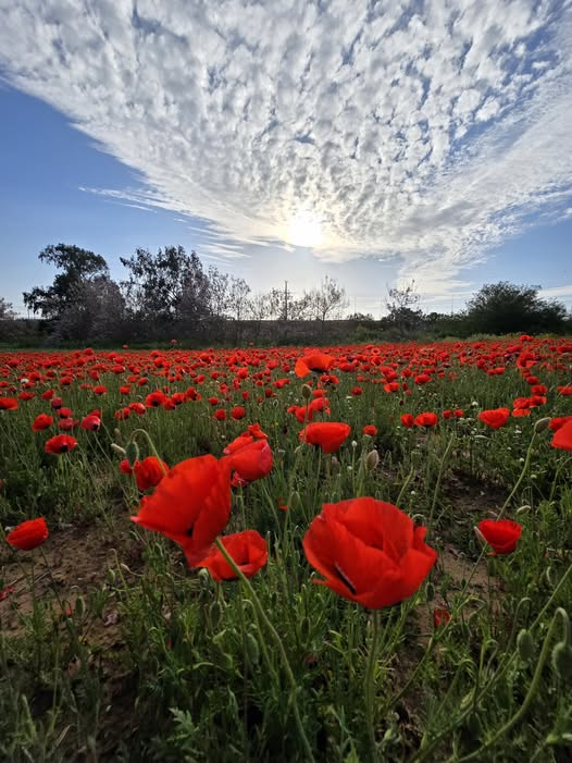 Rachel Rosenberg tweet media