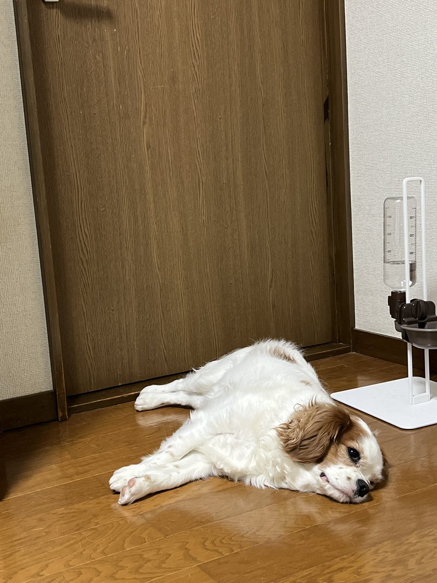 ゆり🐶飼い主（妻） tweet media