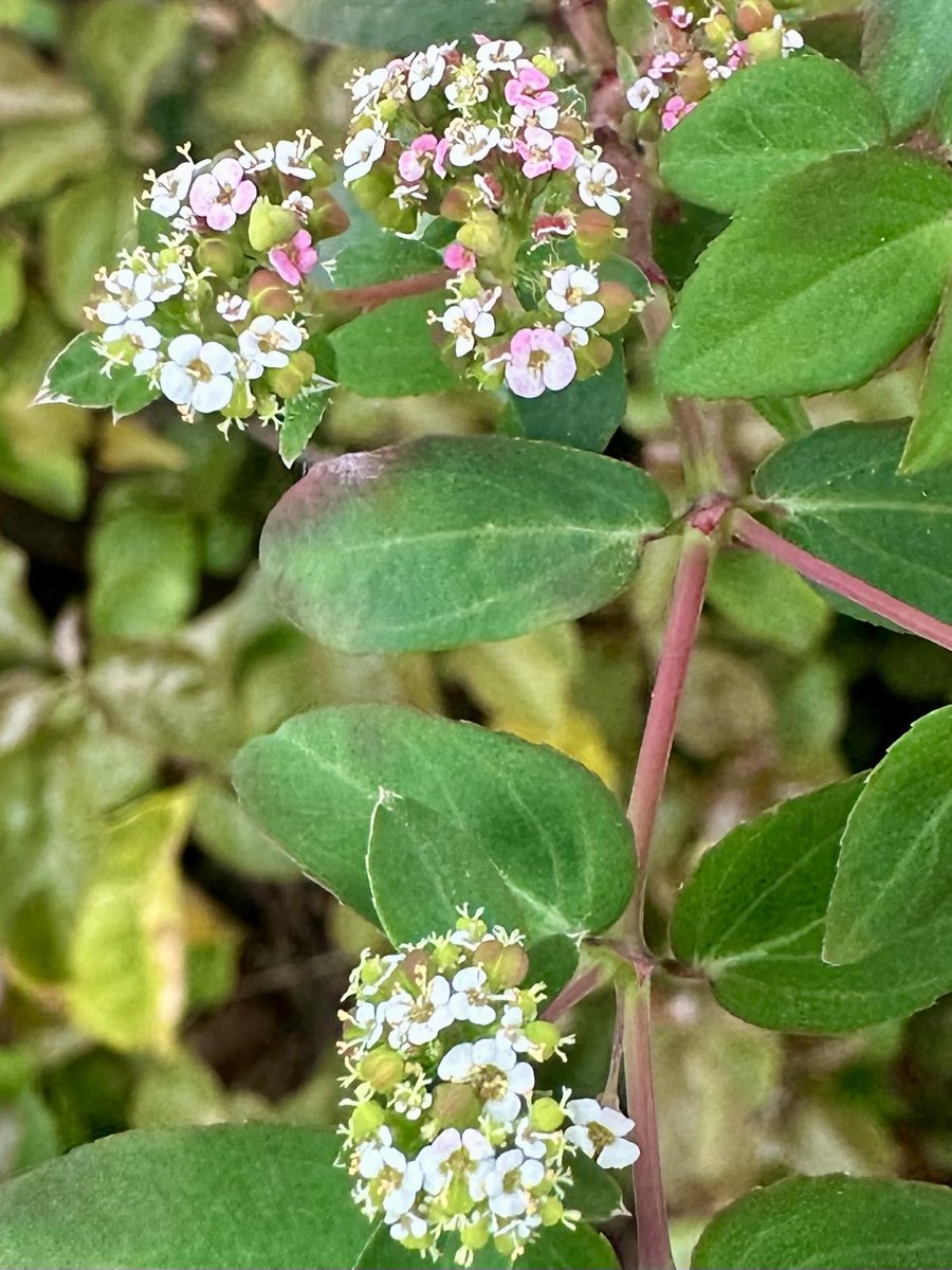 Michael Frye tweet media