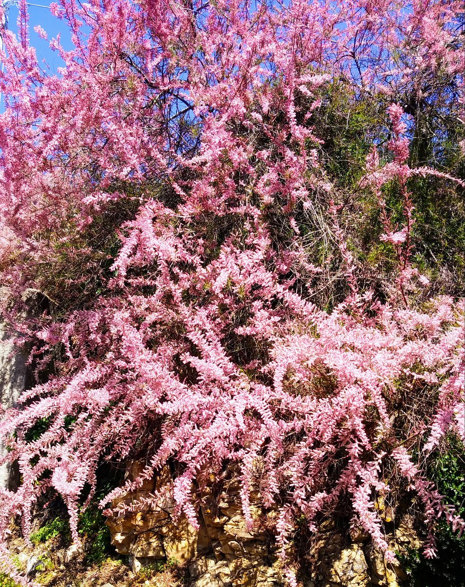 DaniaRess's tweet image. La primavera ci regala piccole opere d'arte..clima permettendo 🤭

🌸🌸🌸🌸🌸🌸🌸🌸🌸🌸
#NatureIsMagic 
#ILovespring
#peace