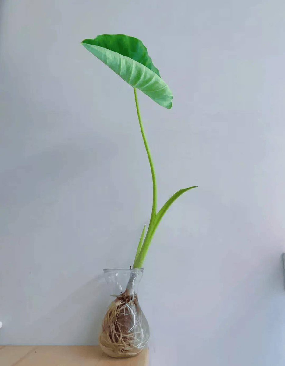 Rhys Smith tweet media