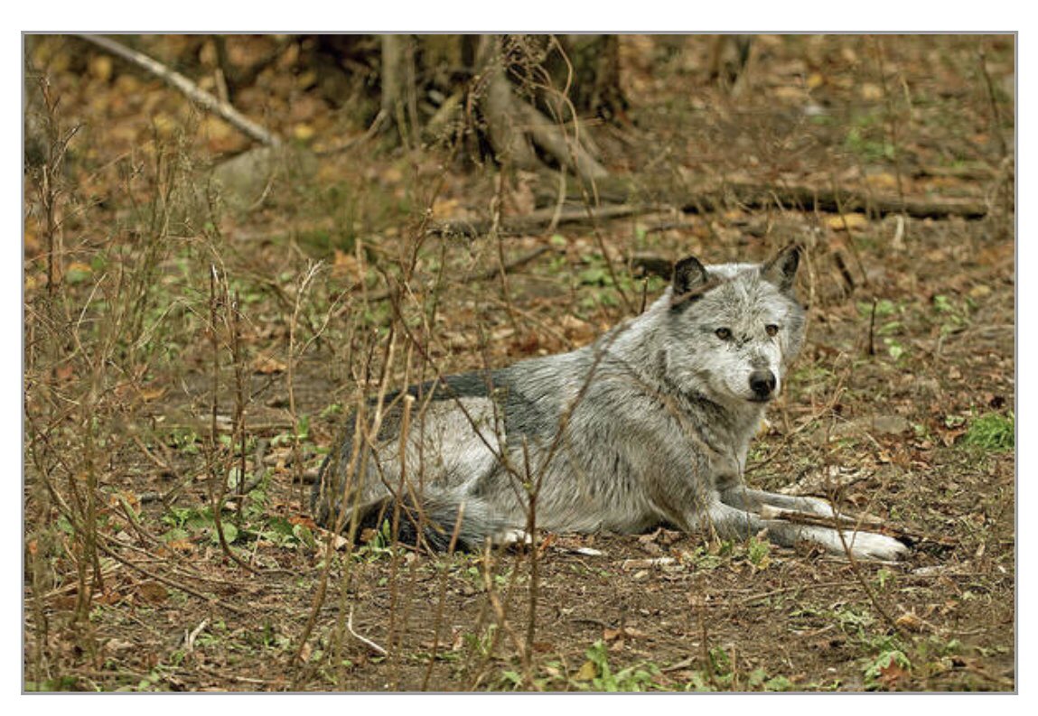 shonna99784's tweet image. Resting Wolf in Autumn Forest - Art Print shonnahawkinsphotography.com/featured/resti…

#Resting #Wolf #Autumn #Forest #GreyWolf #Haliburton #ArtPrint #BuyIntoArt #HomeDecor #ShonnaHawkins