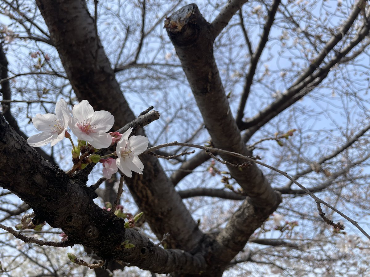 やまもと家族/旦那 tweet media