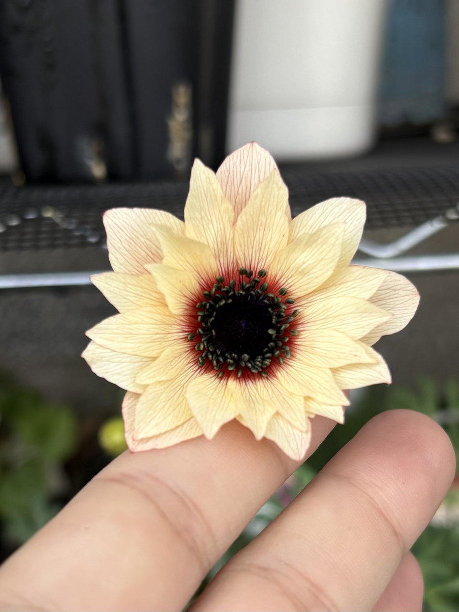 はむ🍊 tweet media