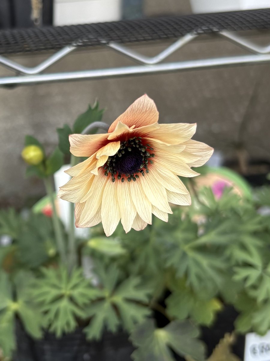 はむ🍊 tweet media