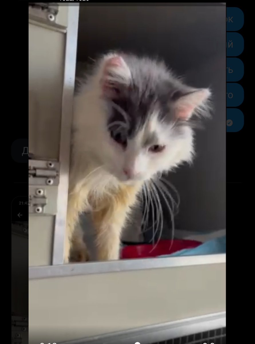 Шукаю дім для котика 🐾
~6 років, кастрований, оброблений, стабільний. Є ВІК — потрібен дім без вигулу та без інших котів.
Дуже ніжний, лагідний, орієнтований на людину. Любить бути поруч і муркотіти.
Якщо не знайдемо дім — доведеться випустити в підвал…