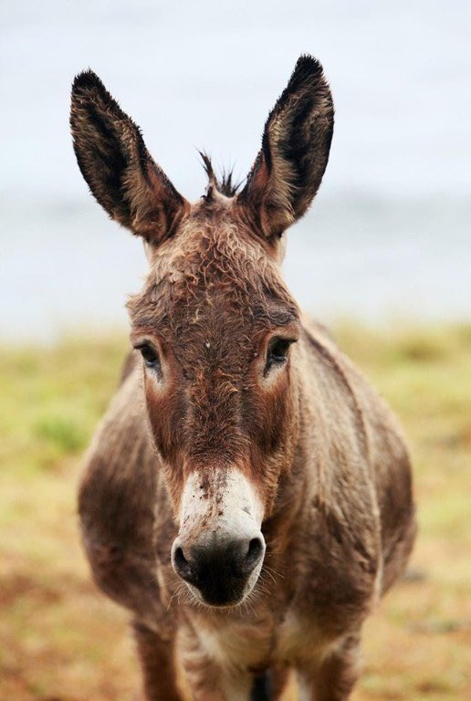 Batucagada tweet media