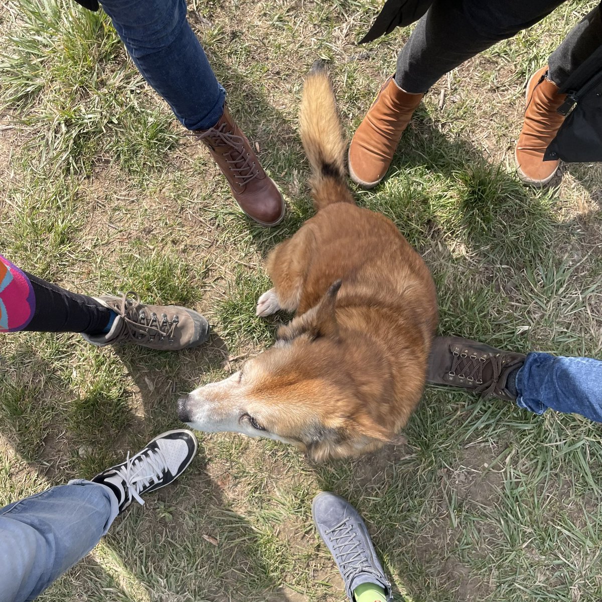 cyberBri's tweet photo. Great #BitcoinWalk in Munich again on Saturday. 
Inspiring people, fresh air, real talks and the cutest dog ever. 🐕  

Topics: paying with #Bitcoin in the mountains, is BTC halal?, moving to Paraguay, Spain or Lugano, plus hardware wallets.  

#Bitcoin #ProofOfWalk #EverySat https://t.co/tSyRbxQAgH
