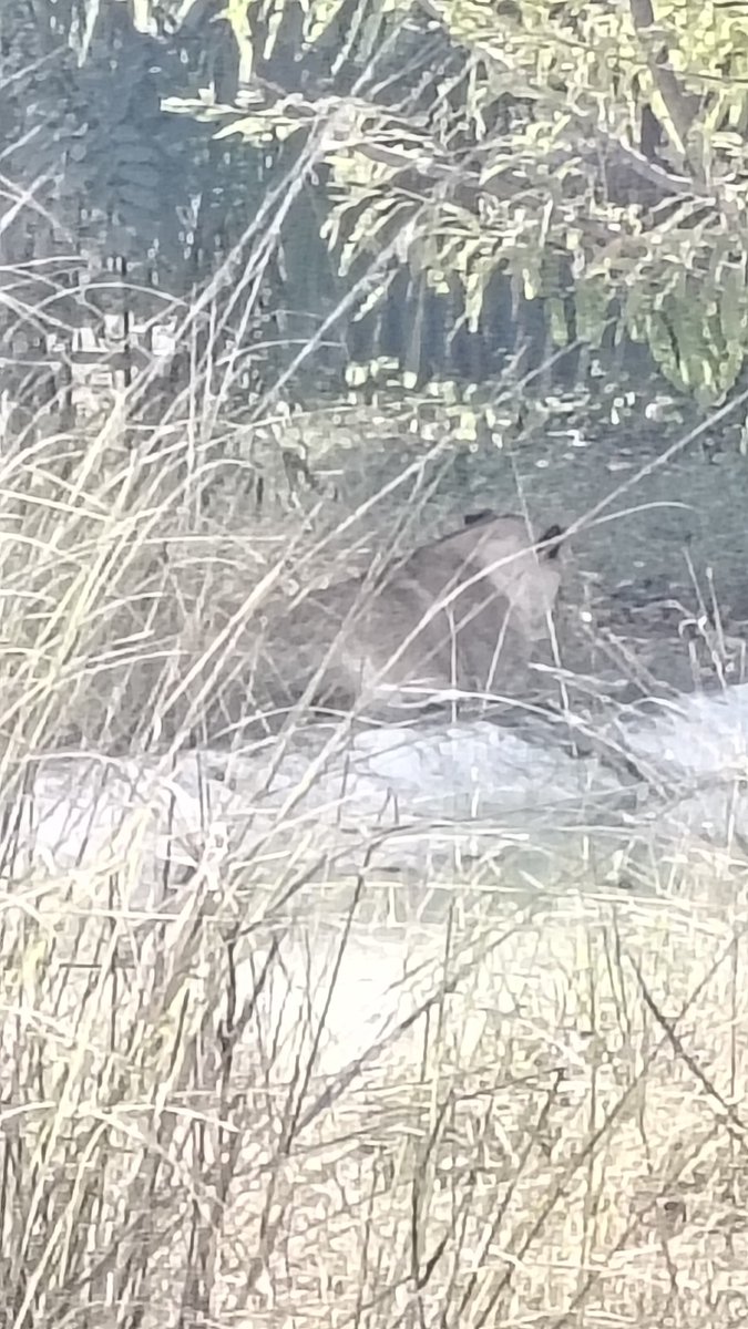 🍁🍂عَـᷠـــͥــⷢـــͣـــͫـــͣــــامَرِيْنْ tweet media