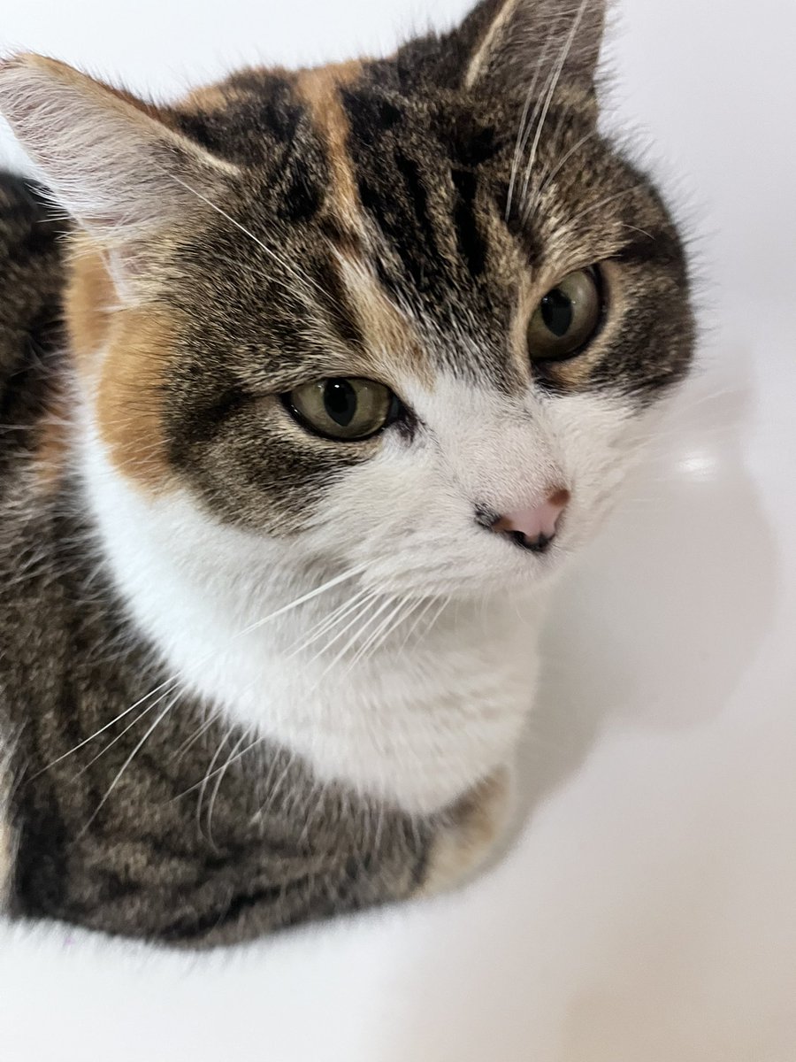 j𐙚ssi tweet media